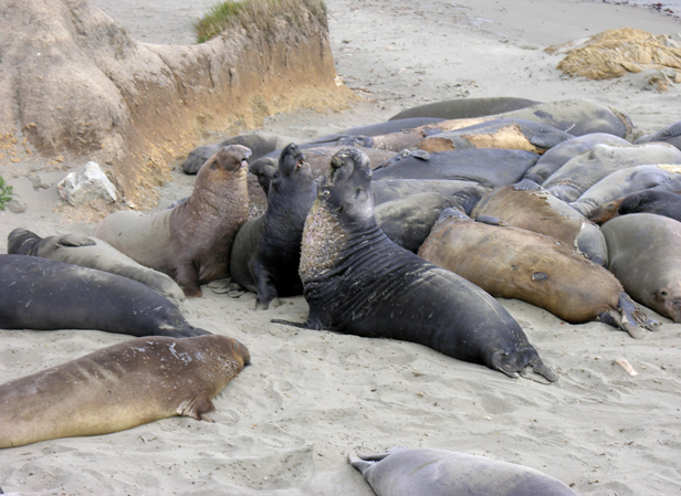 Elephants de mer 