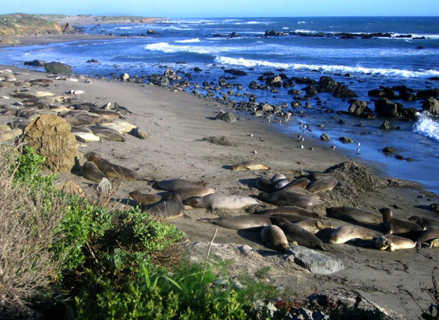 Elephants de mer sur la cte Pacifique 